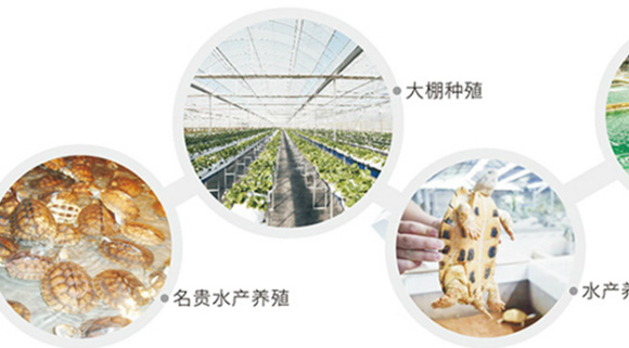 石斑鱼养殖试验基地